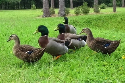 mallards2.jpg