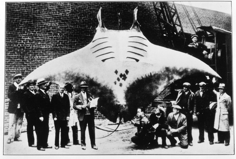 manta-ray-record.jpg