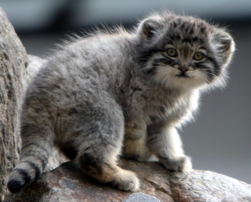 Manul_kitten.jpg