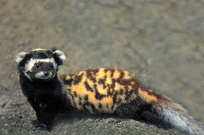 Marbled_polecat.jpg