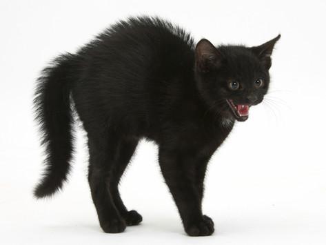 mark-taylor-black-kitten-in-defensive-witch-s-cat-display-with-back-arched-and-hair-standing-up.jpg