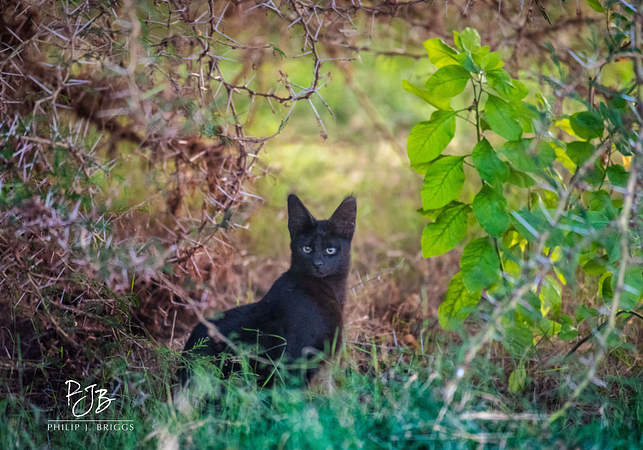 Melanistic-Serval_Philip-J-Briggs.jpg
