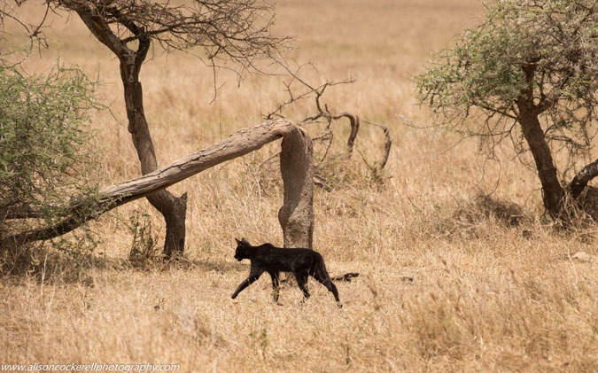 melanistic_serval_1_2017-02-03.jpg