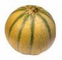 melon-cavaillon03_thumbnail.jpg