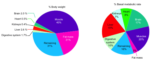 metabolic-and-mechanical-cost-of-various-activities-2.png