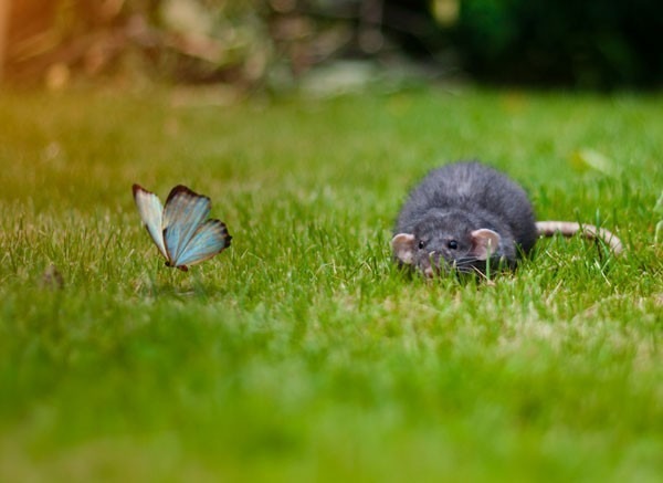 mouse_sneaking_butterfly.jpg