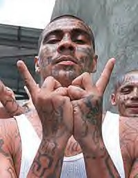 ms13.jpg
