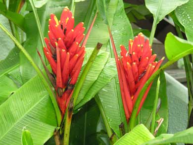 Musa-coccinea-2.jpg