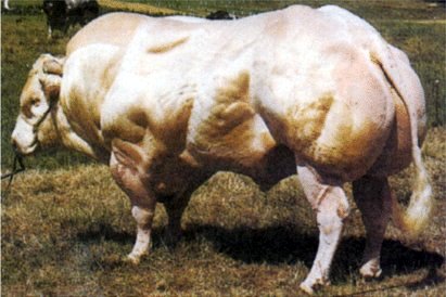 myostatin_bull1.jpg