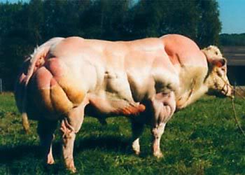 myostatin_deficient_cow.jpg