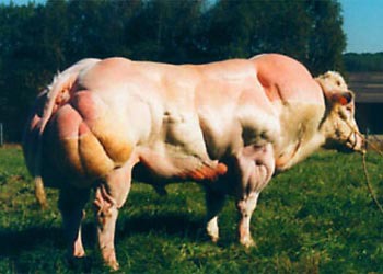 myostatin_deficient_cow.jpg