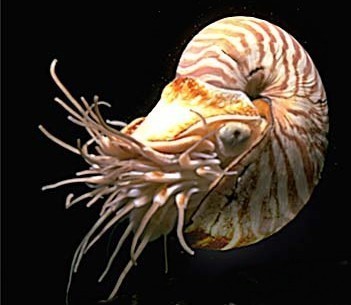 nautilus-inktvis.jpg