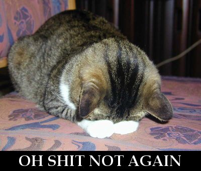 not_again_cat.jpg
