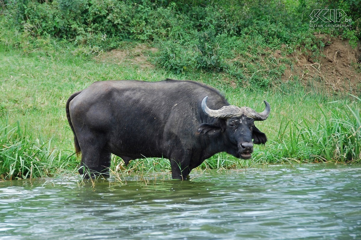 Oeganda%20-%20QE%20-%20Buffel%2001.jpg
