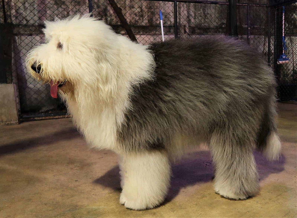 old-english-sheepdog-staat-voor-hek.jpg