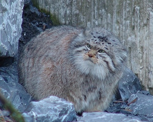 pallas-cat.jpg