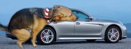 panamera-dog.jpg