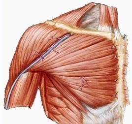 pectoralis.jpg