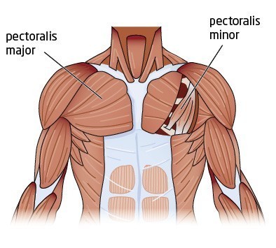pectoralis_major.jpg