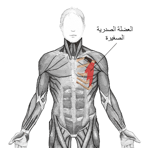 Pectoralis_minor-ar.png