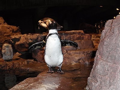 PENGUIN+STANDING.jpg