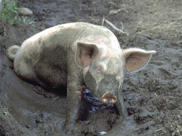 Photo095-WhiteDomesticPig-MudBath.jpg