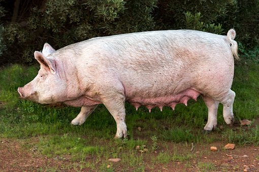 pig-4111895__340.jpg