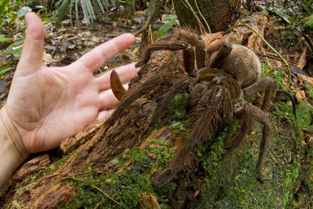 piotr_naskrec_goliath_bird_eating_spider.jpg