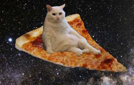 pizza%20cat.jpg