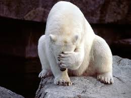 polar-bear-facepalm.jpg