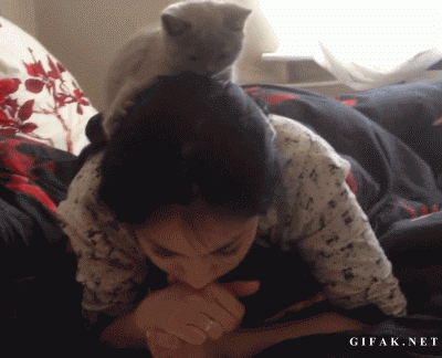 post-24863-kitten-on-head-reading-gif-kX6Q.gif