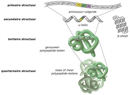 prim-sec-tert_structuur.jpg