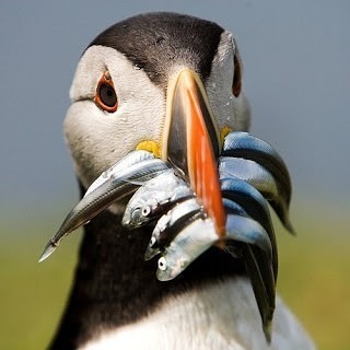puffin.jpg