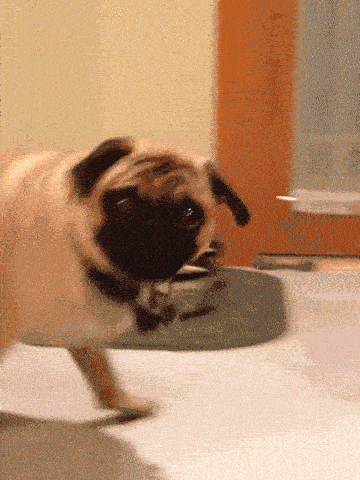 pug.gif