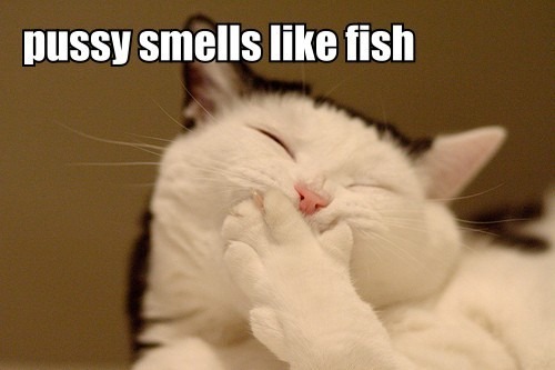 pussy_smells_like_fish_trollcat.jpg