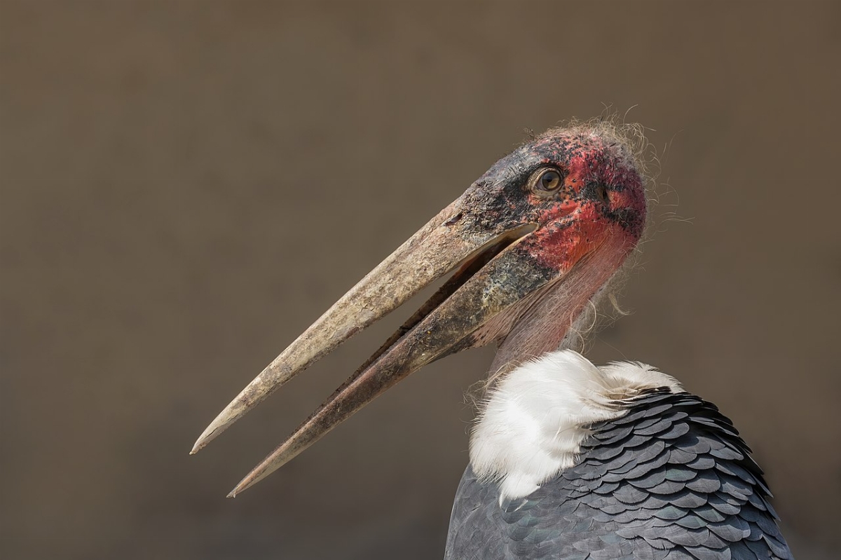px-Marabou_stork_%28Leptoptilos_crumenifer%29_head.jpg