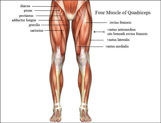 Quadriceps-bovenenen-trainen.jpg