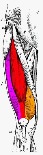 Quadriceps.gif
