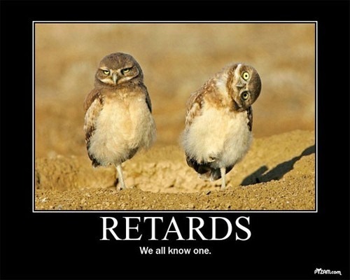 r*tard-owls.jpg