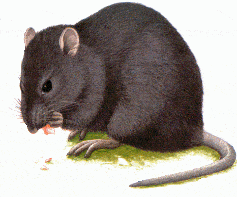 rat%20home%202.gif