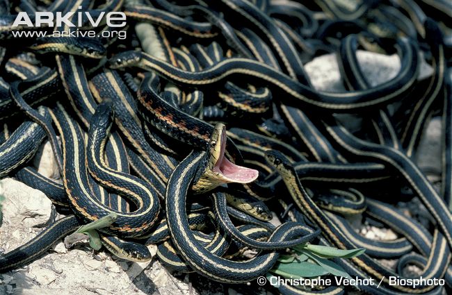 Red-sided-garter-snake-mating-mass.jpg