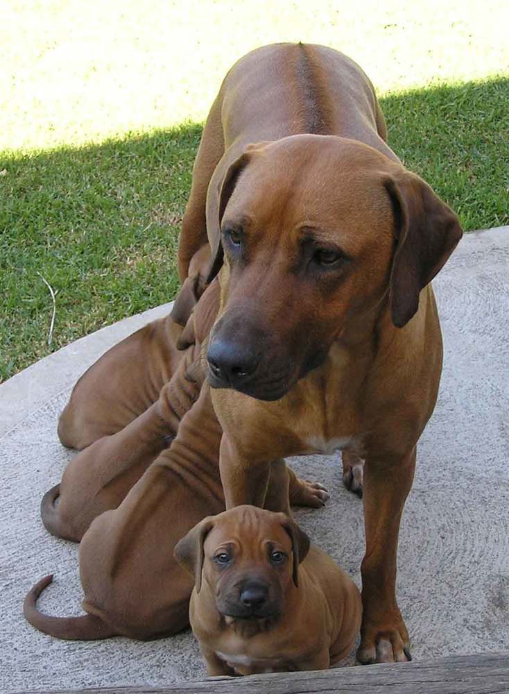 rhodesian_ridgeback_a_pups_.jpg