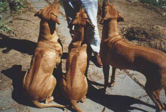 Rhodesian_Ridgeback_ridges.jpg