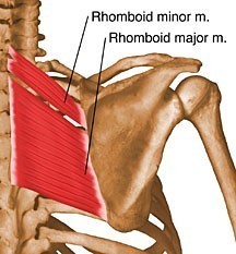 rhomboid_muscle.jpg