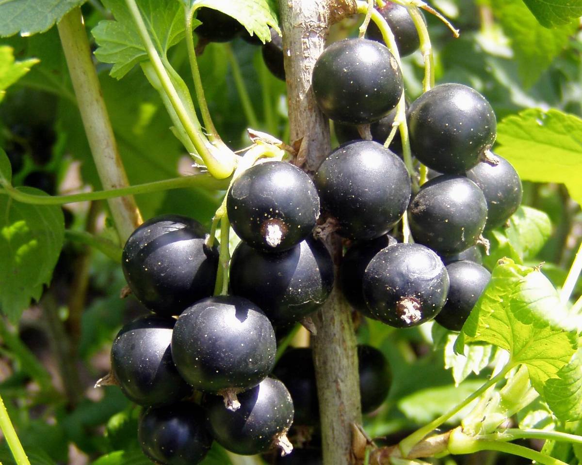 Ribes%20nigrum%201.jpg