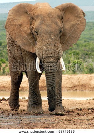 rican-bush-elephant-loxodonta-africana-bull-in-aggressive-pose-addo-national-park-south-58749136.jpg