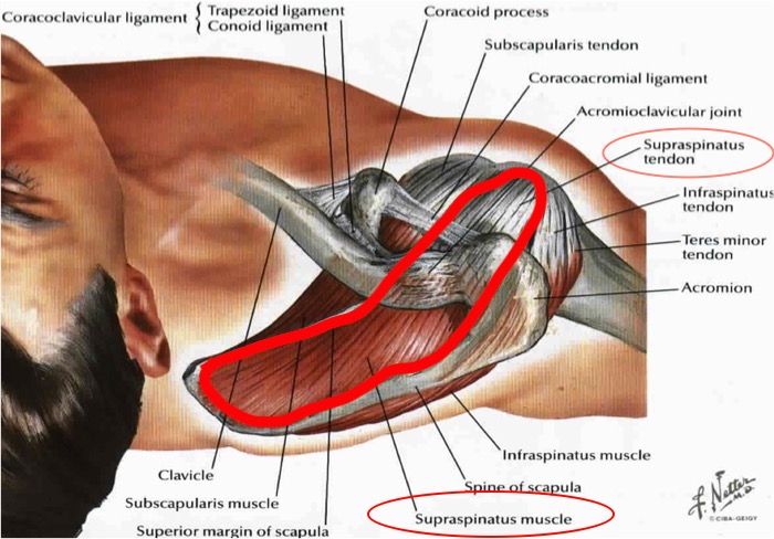 Rotatorcuff.jpg