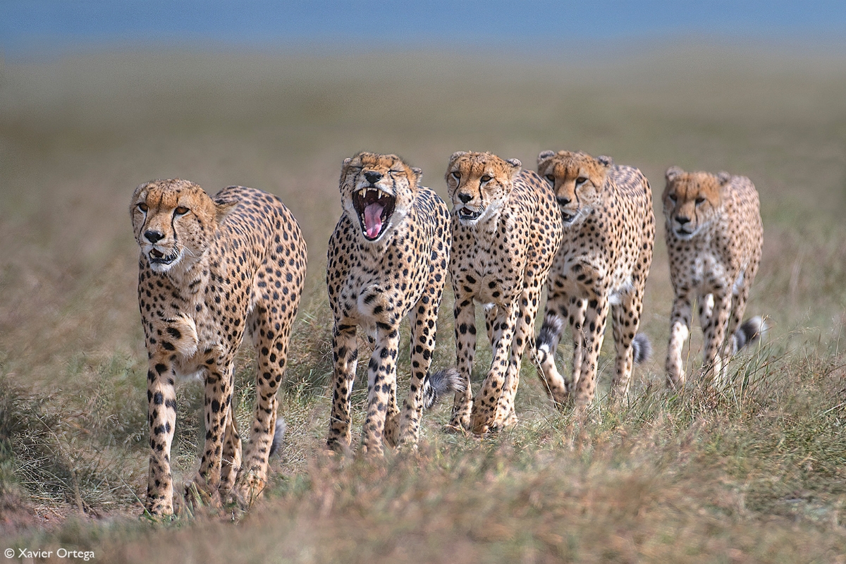 rtega-Cheetah-The-five-musketeers-Masai-Mara-Kenya.jpg