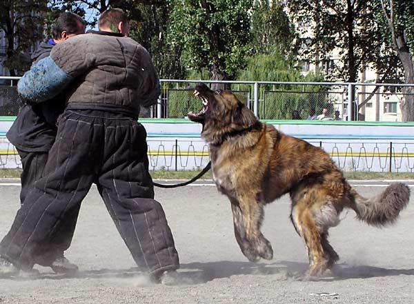 Russian-Prison-Dog.jpg