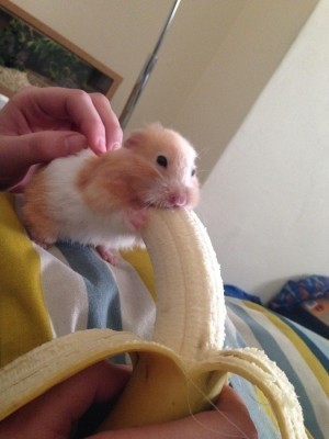 s-Just-Hamster-eating-a-bit-of-banana.jpg